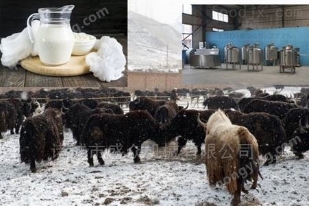 西藏牦牛奶加工流水线