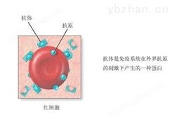 Anti-BDKRB2抗体，缓激肽B2受体抗体