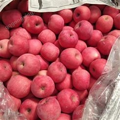 寻找大量红富士苹果商 红富士苹果在冷库能保鲜多久