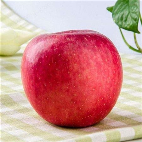 红富士苹果修剪 红富士苹果优生区价格