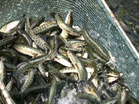 贵州黑鱼苗 ，铭昊渔场大量出售黑鱼苗，品质优