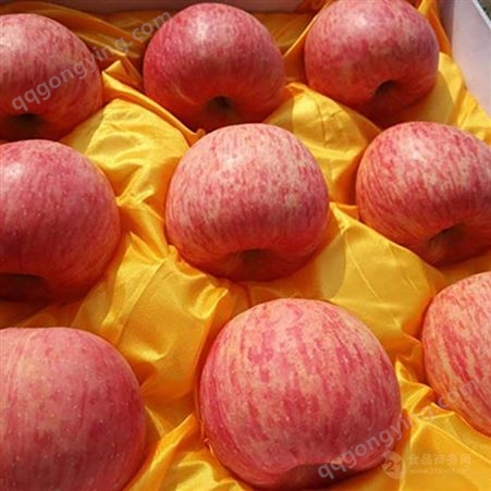 双矮红富士苹果 每年有红富士苹果入冷库