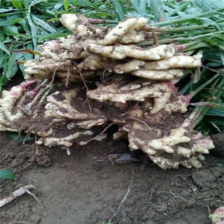 大面积生姜种植基地 泥姜现在价格每斤 生姜农产品 耐放型
