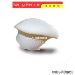 白灵菇白灵2号母种原种栽培种出菇菌包一级种二级种三级种