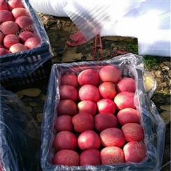 红富士苹果产量 冷库红富士苹果供应基地