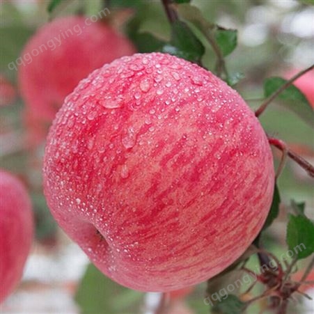 冷库苹果 条纹红富士 健康带皮即食果皮鲜红光滑 昊昌农产品