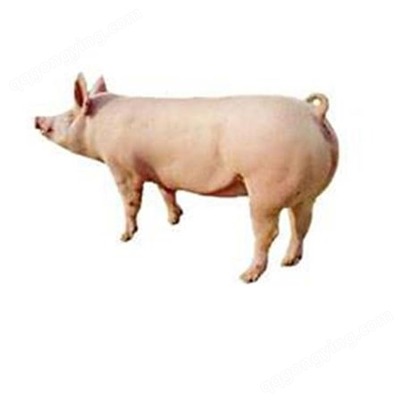25公斤仔猪价格 小母猪种崽价格 昊昌 品种纯好喂养