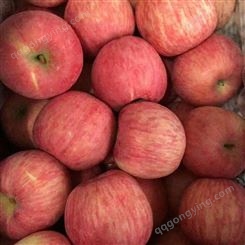 红富士苹果产量 冷库红富士苹果膜袋价格表