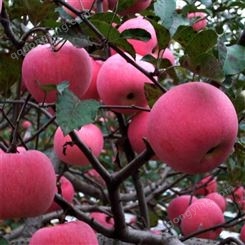 片红苹果 条纹红富士 新鲜水果当季整箱发货 昊昌农产品