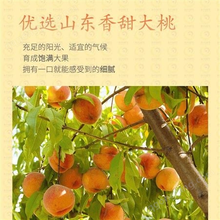 水果黄桃罐头巨鑫源厂家生产制造可批发出口