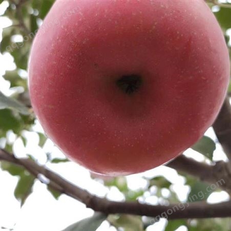 红将军苹果 红富士苹果 吸收农家肥不使用除草剂 昊昌农产品