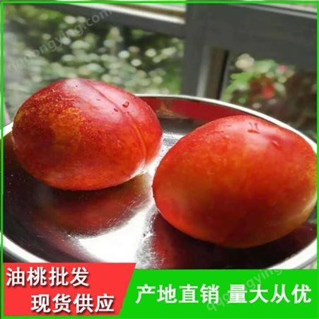 早熟油桃批发供应商-丽春早红宝石油桃品种齐全-昊昌
