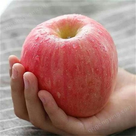 红富士苹果修剪 红富士苹果优生区价格