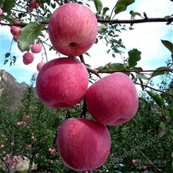 山东早熟红富士苹果对外供应格