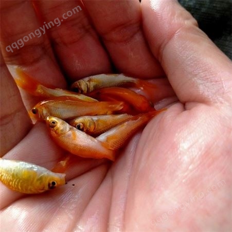蓝飞鱼 红鲤鱼苗 经济效益高 规格整齐 足量发货