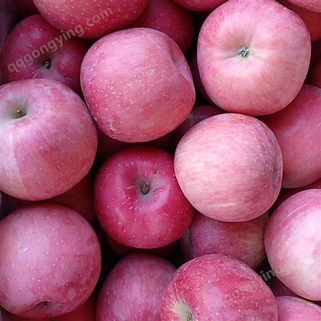 红富士苹果批发商 目前鲜食苹果市场价格