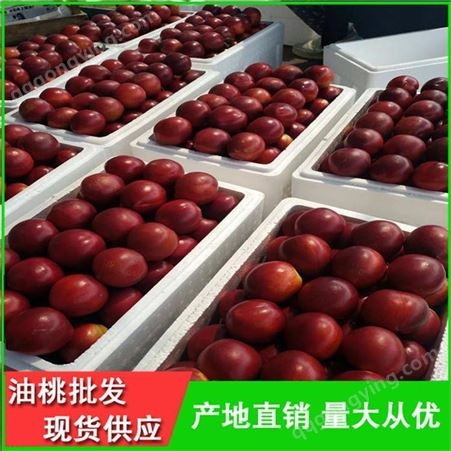 丽春早红宝石油桃批发价格-温室大棚油桃的价格-昊昌
