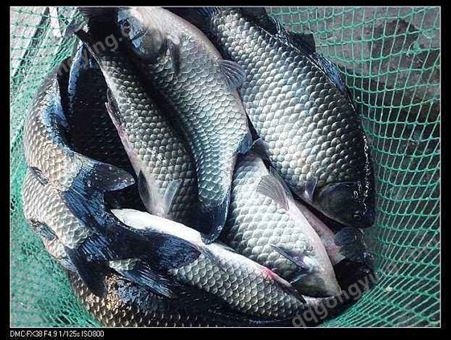 上海鲫鱼供应，鳊鱼供应，草鱼供应，花白鲢供应，昂刺鱼供应，鲈鱼供应，各种淡水鱼出售