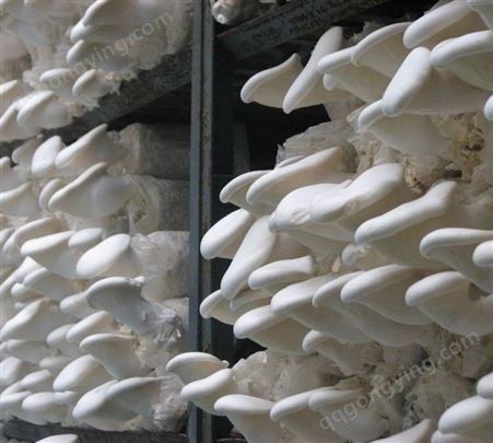 白灵菇母种原种栽培种一级种二级种三级种出菇菌包颗粒斜面种