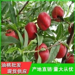 中油9号油桃供应商-大棚油桃批发价格-昊昌