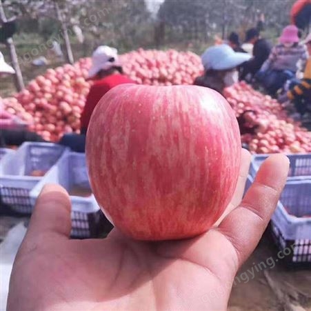 冷库苹果 一级红富士 0-8度保鲜存储遍体通红 昊昌农产品