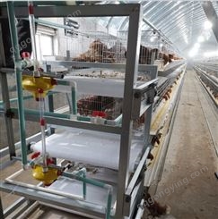 厂家安装肉鸡笼肉鸡养殖设备安装肉鸡行情肉鸡价格肉鸡笼厂