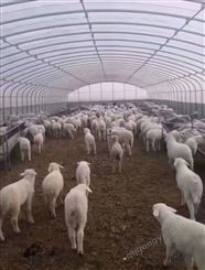 养牛  养羊  养殖棚