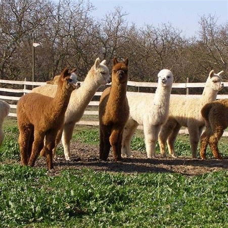 成年羊驼养殖出售 大小羊驼苗 性情温顺 晨旺供应