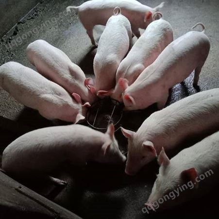 贵州仔猪 养猪场买卖小猪苗 三元仔猪价