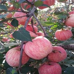 新品种短枝苹果苗供应 红富士苹果苗品种纯正产量丰苹果树苗