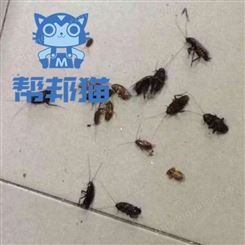 广州大石除苍蝇防治白蚁 杀蟑螂 灭老鼠上门价格多少