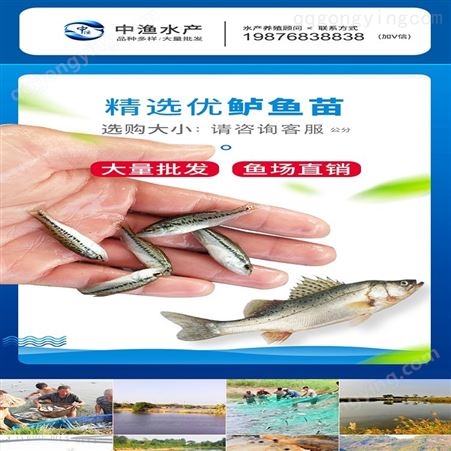 中渔水产 山泉水鱼 3-4厘米鲈鱼 规格报价