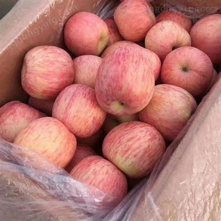 整箱新鲜红富士苹果 当季红富士价格 不打腊带皮吃 会升基地