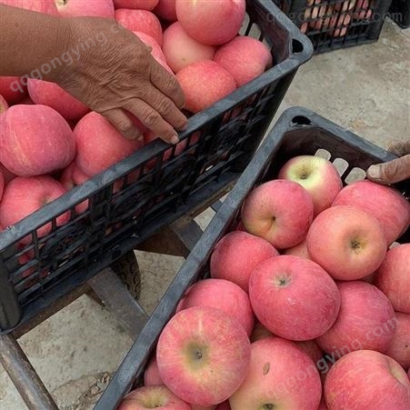产地供应脆甜红富士苹果 价格实惠 山东红富士苹果大量出售 会升批发