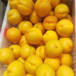 六安市规格黄金油桃批发 宏远果蔬 新鲜水果 优质服务