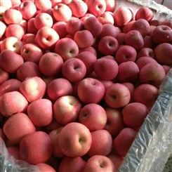 韶关市苹果 红富士苹果 报价新鲜水果 厂家供应宏远果蔬