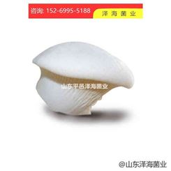 优质白灵菇食用菌母种原种栽培种出菇菌包一级种二级种三级种