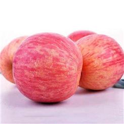 红富士苹果批发商 目前鲜食苹果市场价格