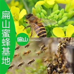 厦门野生蜂巢蜜批发 适合厦门龙岩蜜蜂养殖技术培训